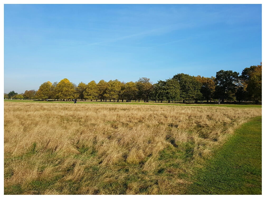 What you can't see in this picture are the golfers, deer and dogs, all on the same plot