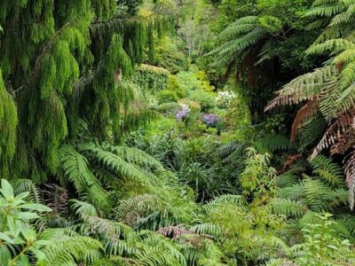 American Elms, English Ash, Cycad Vegetation